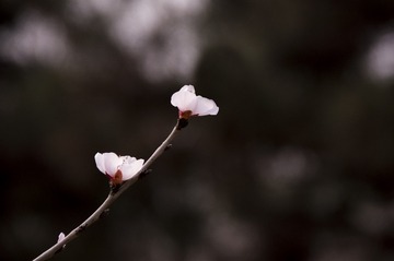 双花