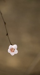 一枝独秀1