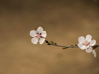 一枝独秀6