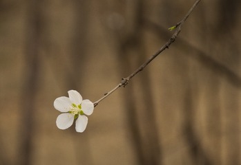 一枝独秀7
