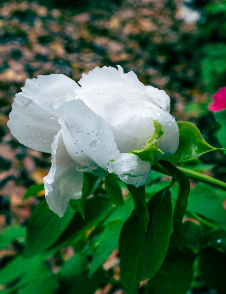 鼠姑 鹿韭 白茸 木芍药 百雨金 洛阳花 富贵花 牡丹 植物 花朵 花儿 牡丹花 含苞待放