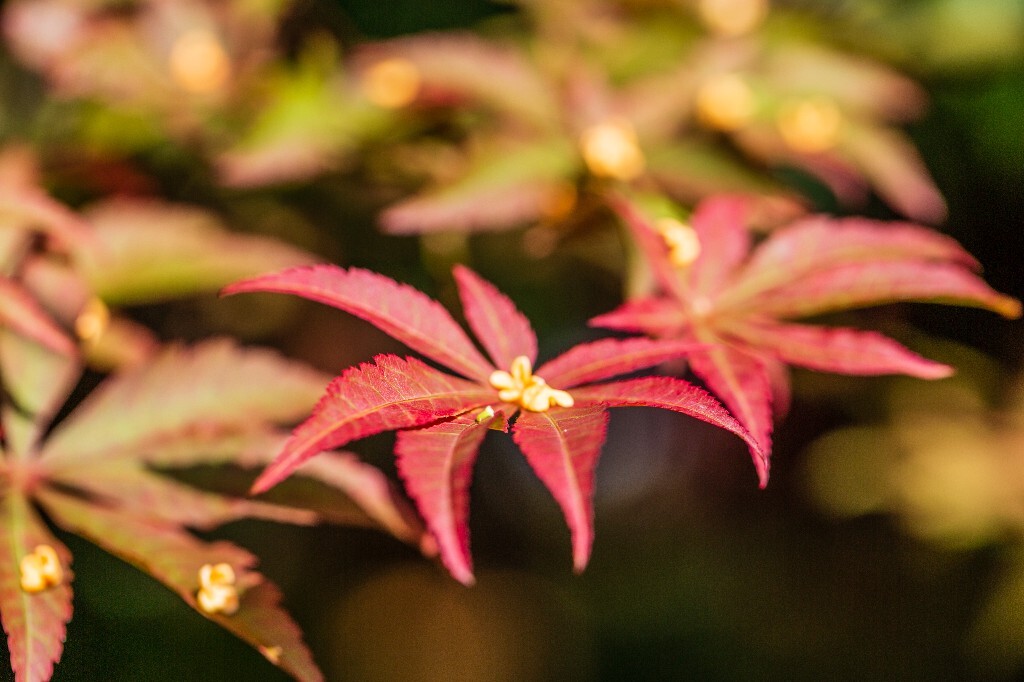 木犀 岩桂 木犀 九里香 桂花 植物 花朵 花儿  摄影 风光  金桂 银桂 丹桂 枫叶