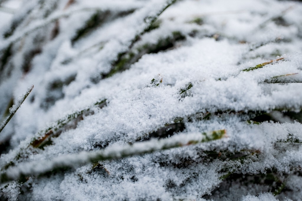 雪 雪景 自然 风光 环境 摄影 白雪 雪花 2024的第一场雪 草上的雪 积雪