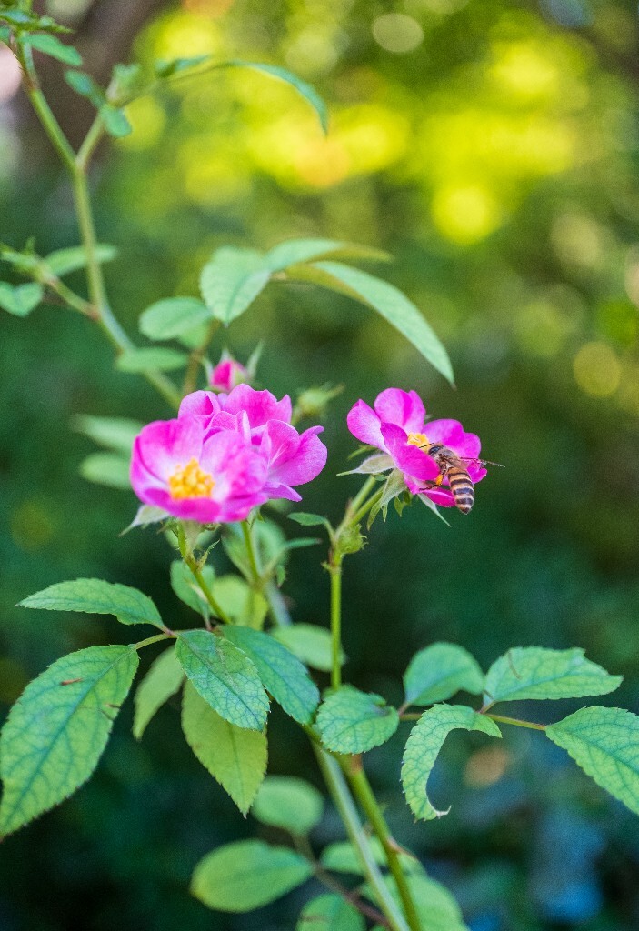 七姊妹 十姐妹  团结友爱 植物 花朵 风光 微距 摄影 自然 蜜蜂 