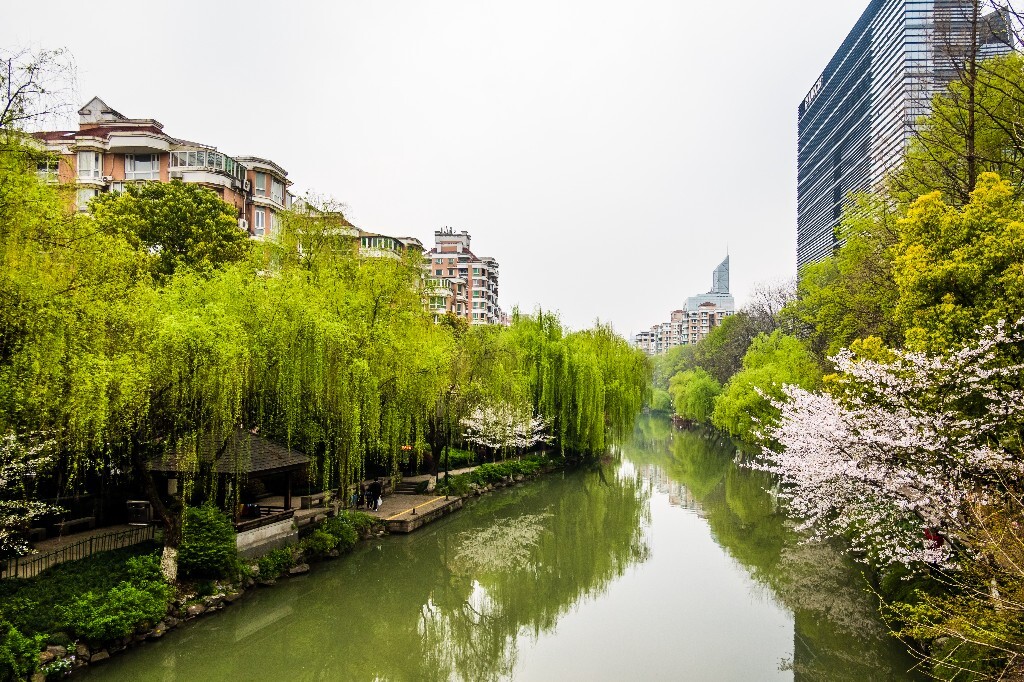 樱花 花朵 植物 风光 自然 自然风光 花开 盛开的樱花 旅行 摄影 东河 小河
