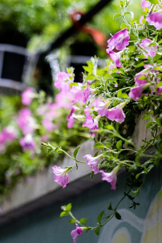 矮牵牛 灵芝牡丹 撞羽牵牛 植物 花朵 花儿 自然 摄影 碧冬茄