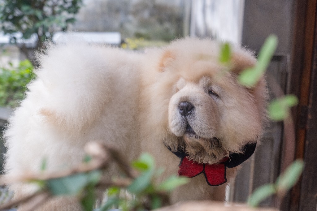 狗狗 松狮犬 宠物狗 旺星人 毛孩子 摄影 旅行