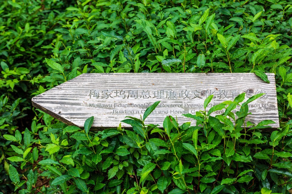 茶叶 茶园 图片 摄影