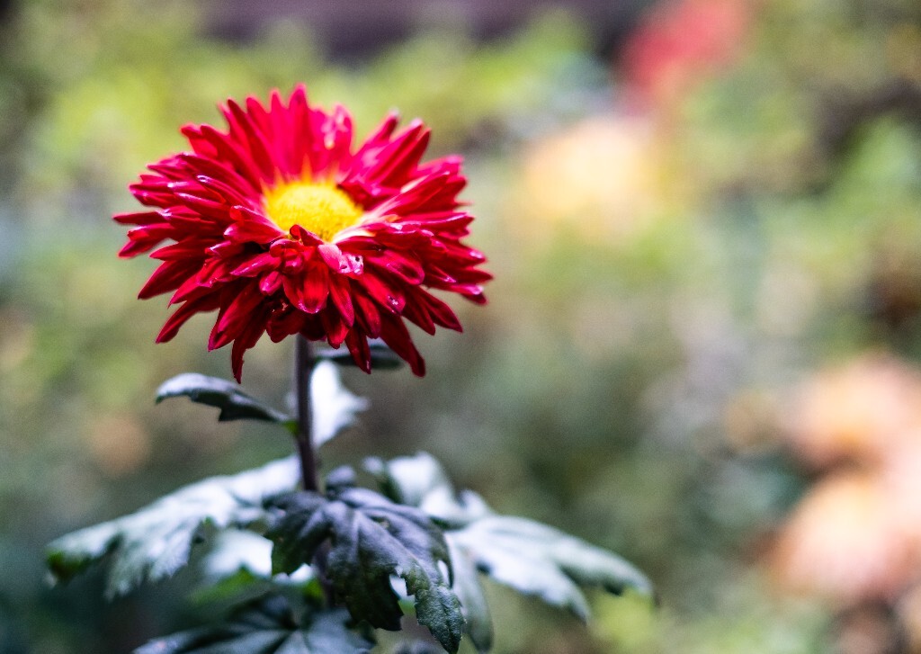 菊花 寿客 金英 黄华 秋菊 陶菊 日精 女华 延年 隐逸花 家菊 花儿 盛开的菊花