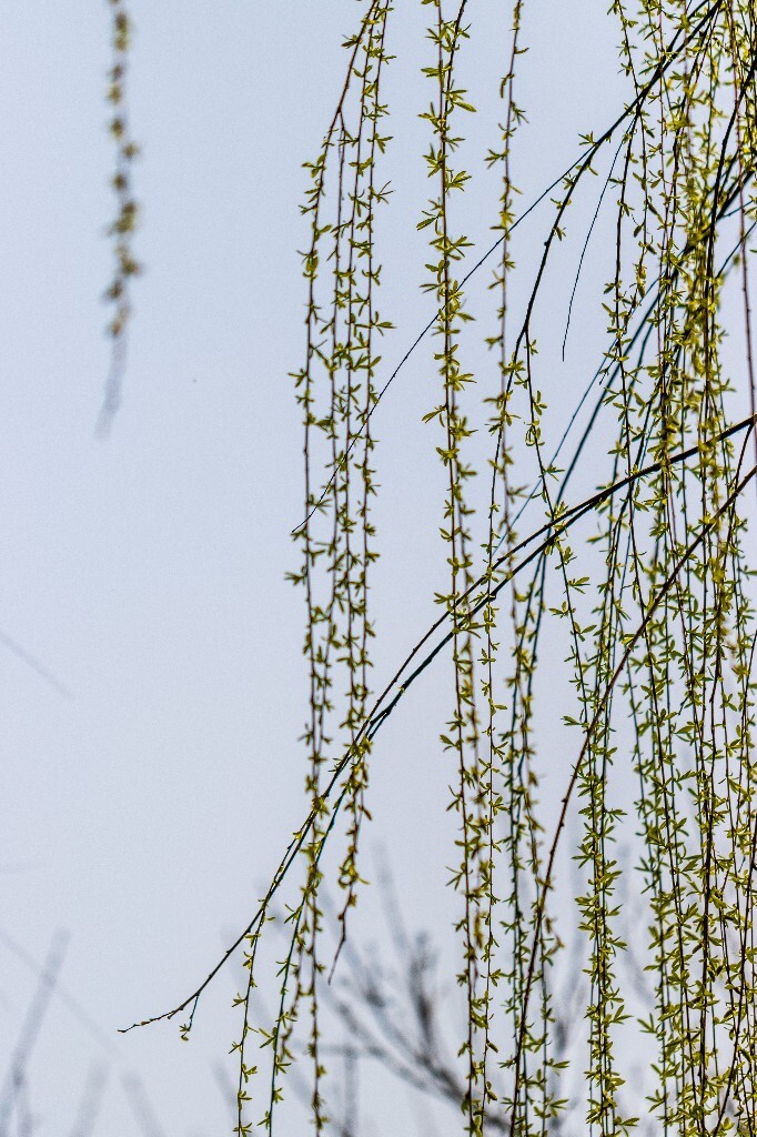 柳树 垂柳 西湖柳树 二月的柳树 西湖柳树 风光 自然 摄影 西湖风光