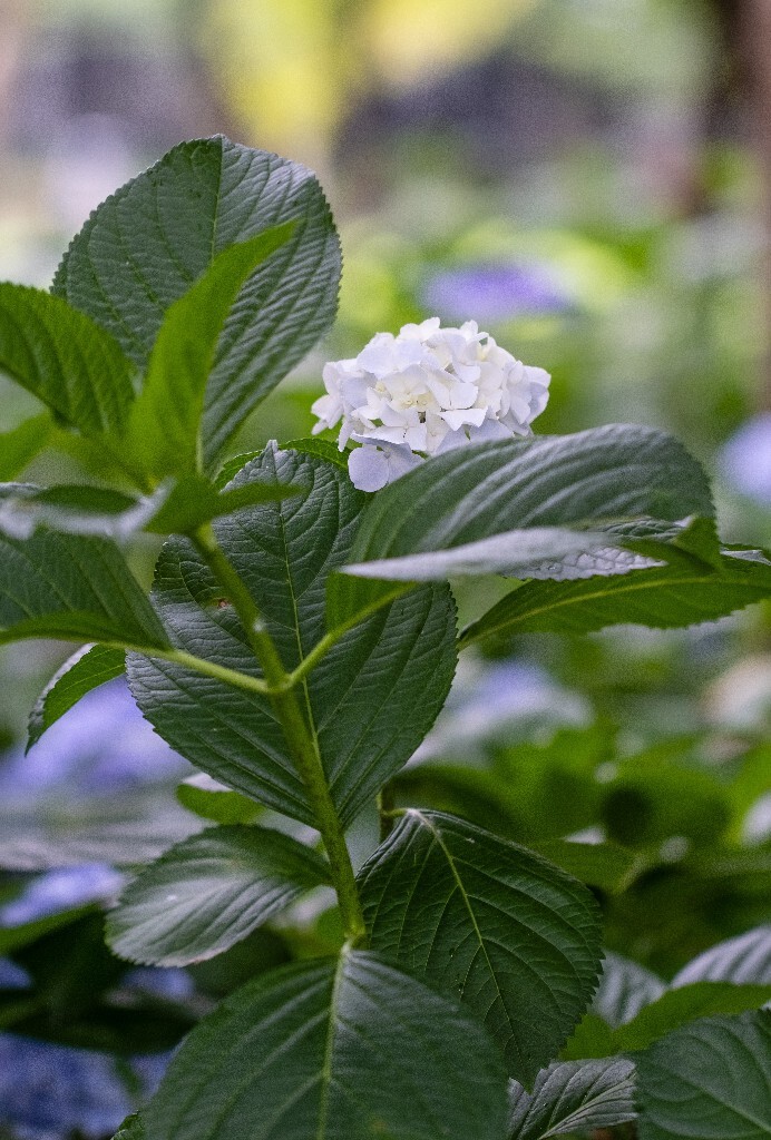 八仙花 粉团花 草绣球 紫绣球 紫阳花  绣球 绣球花 摄影 植物 花朵 花儿