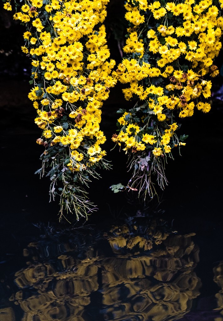 菊花 寿客 金英 黄华 秋菊 陶菊 日精 女华 延年 隐逸花 家菊 花儿 盛开的菊花