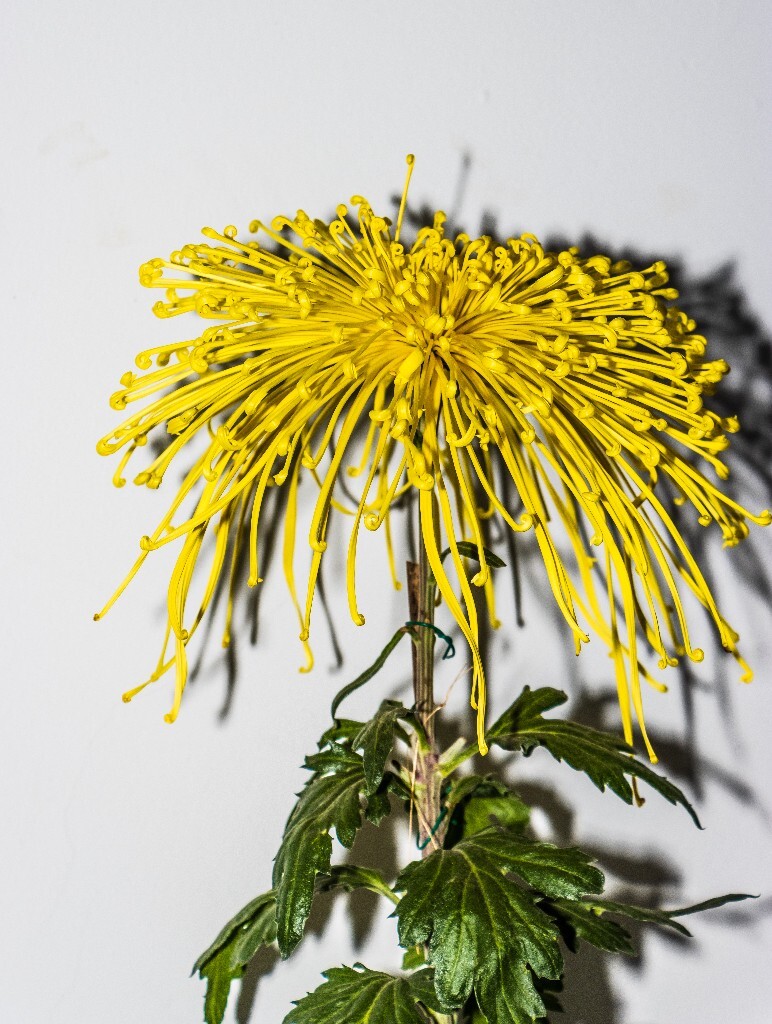 菊花 寿客 金英 黄华 秋菊 陶菊 日精 女华 延年 隐逸花 家菊 植物 花朵 图片 摄影 旅行 菊花展