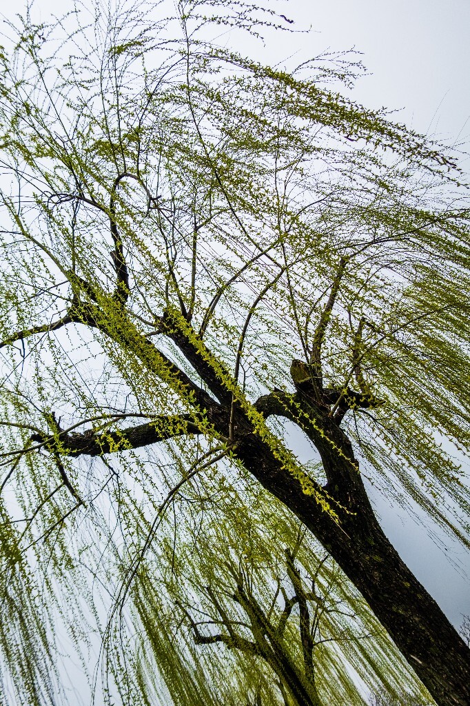 柳树 西湖柳树 风光 摄影 自然 西湖风光 环境 旅行 植物 柳叶