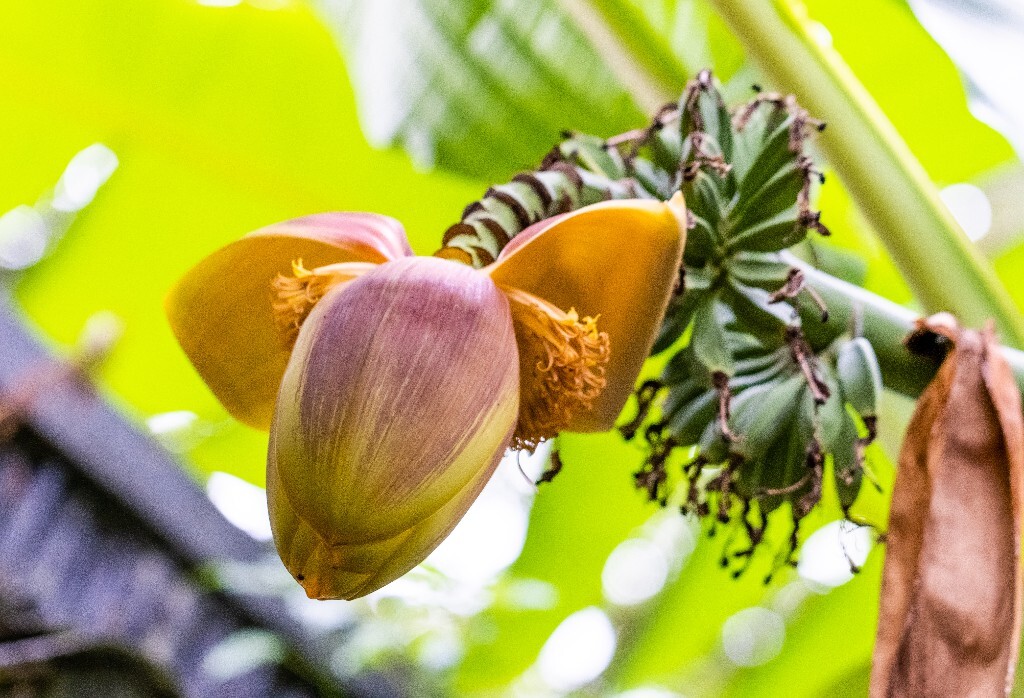 芭蕉 芭苴 板焦 板蕉 大芭蕉头 大头芭蕉 摄影 植物