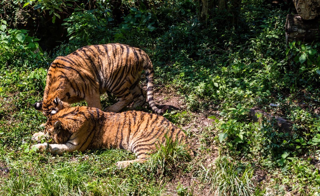 虎 老虎  Tiger 食肉动物 摄影 野生动物 动物园 两只老虎