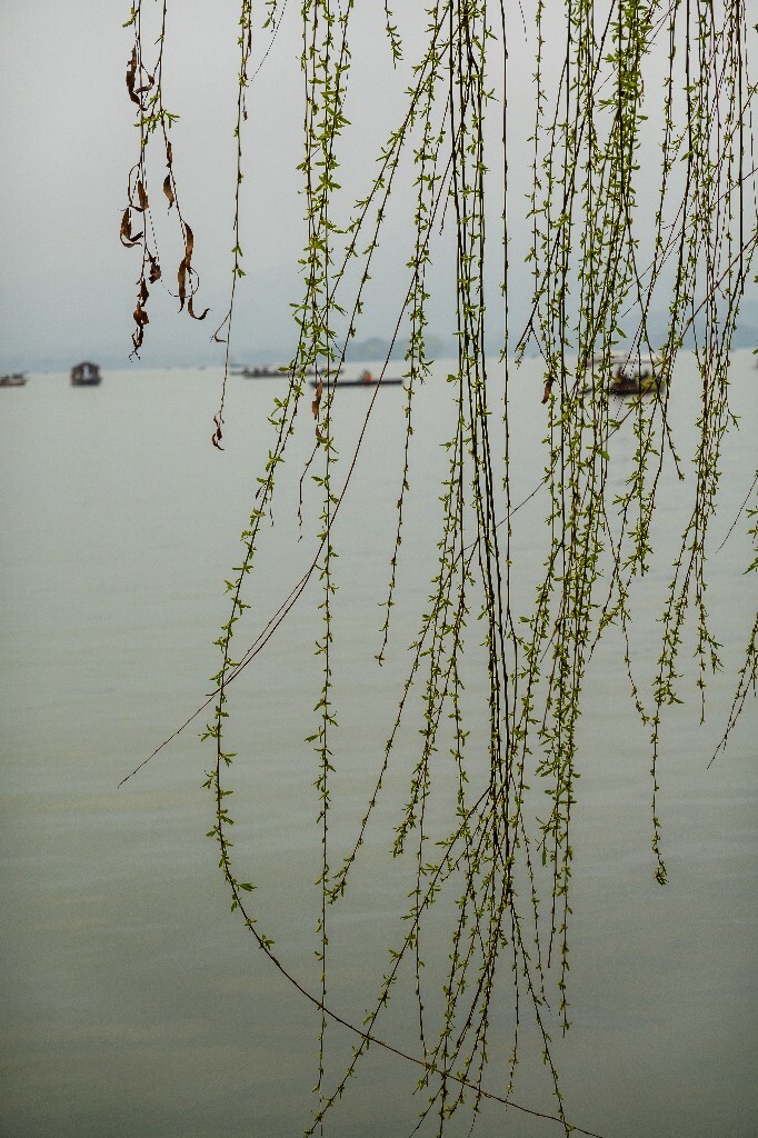 风光 西湖 柳树 叶子 植物