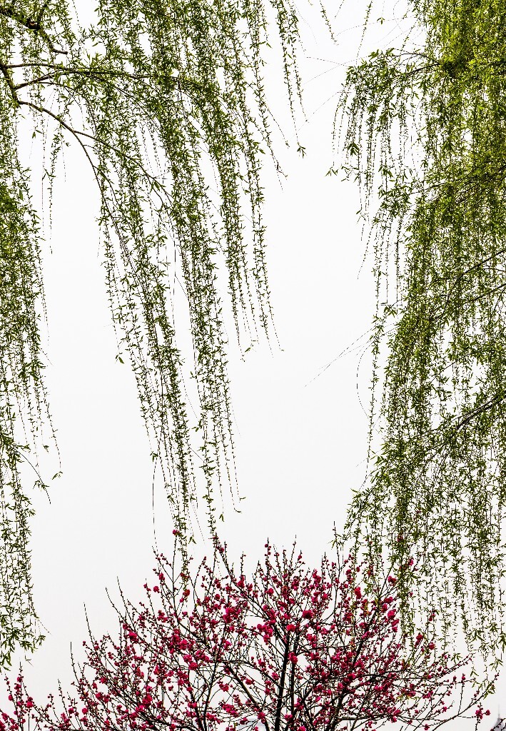 西湖桃花  西湖风光 自然  环境  桃花 西湖之春  自然 风光 花朵 花儿 