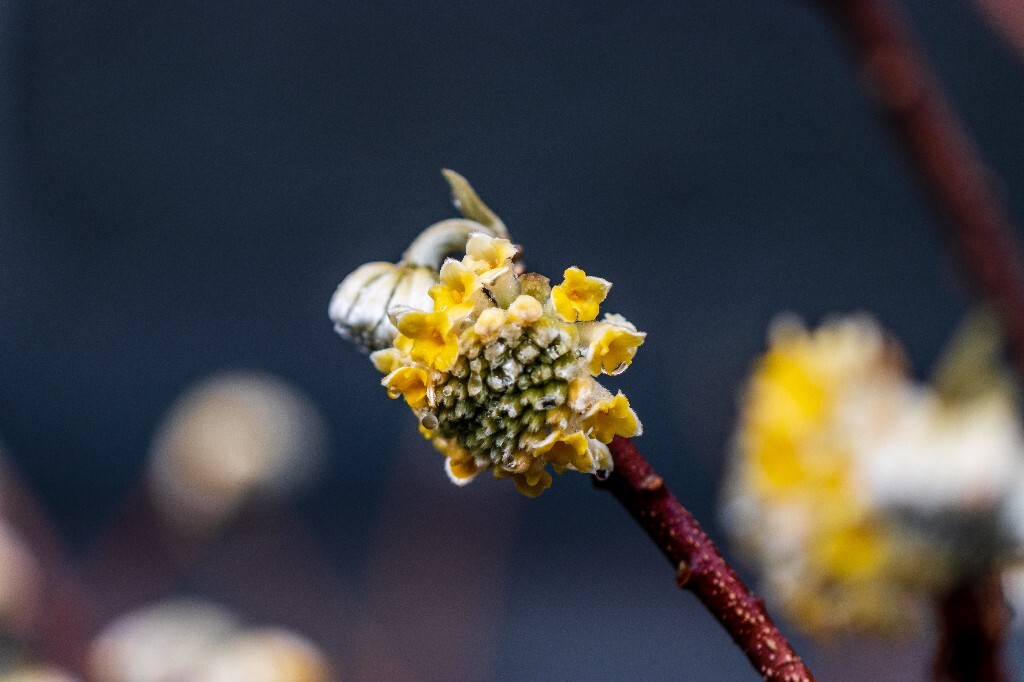打结花 打结树 黄瑞香 喜花 梦冬花 岩泽兰 三桠皮 三叉树 蒙花 家香 山棉皮 雪花皮 梦花