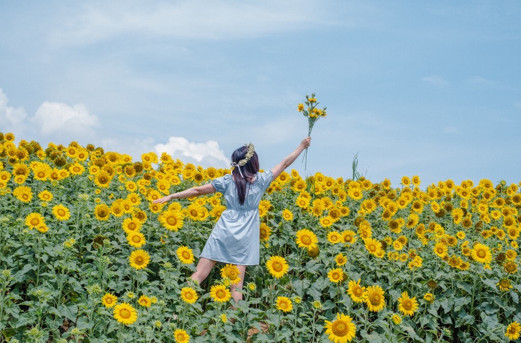 人像 背影 自然 风光 向日葵 花海 太阳花 转日莲