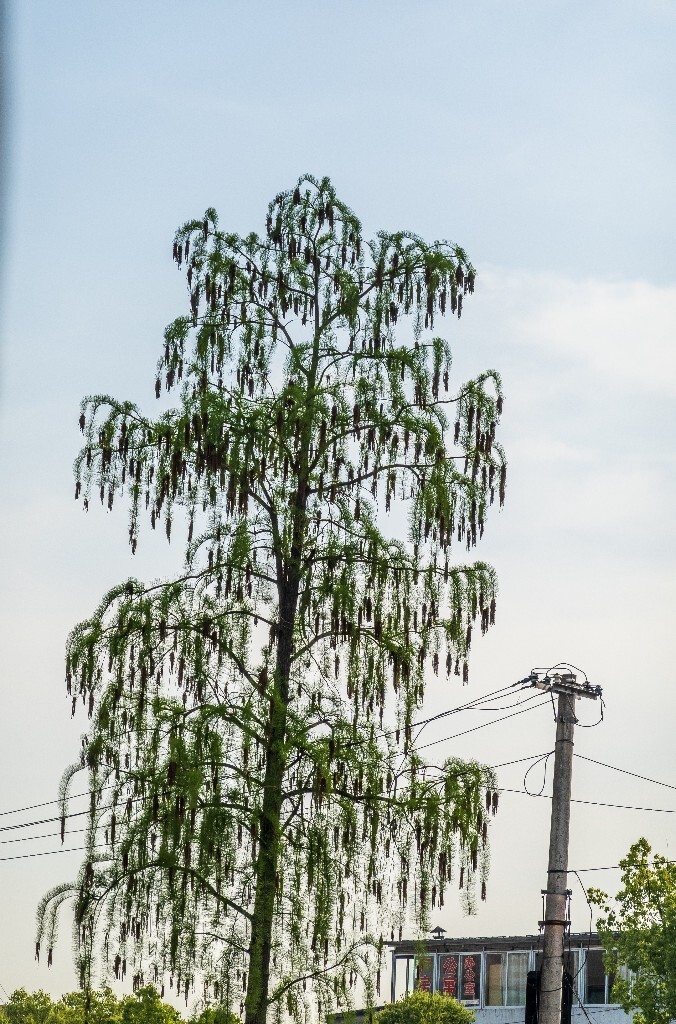 风光 自然 摄影 金山葵 皇后葵 植物 树木 开花