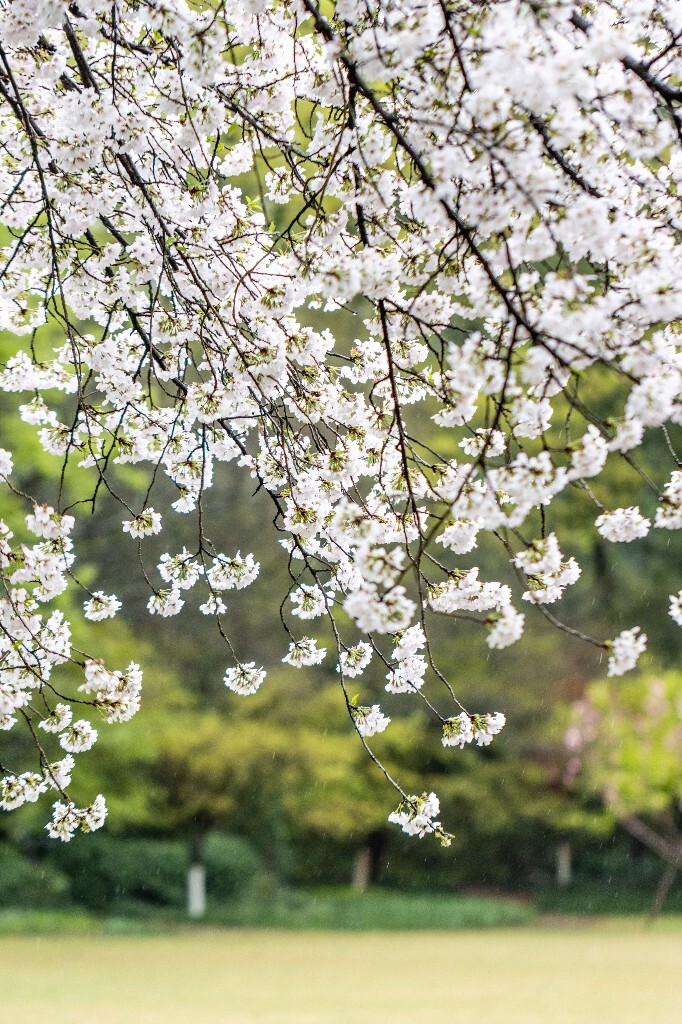 樱花 白色樱花 植物 风光 色彩 自然 环境 西湖春天 西湖之春 西湖风光 风景