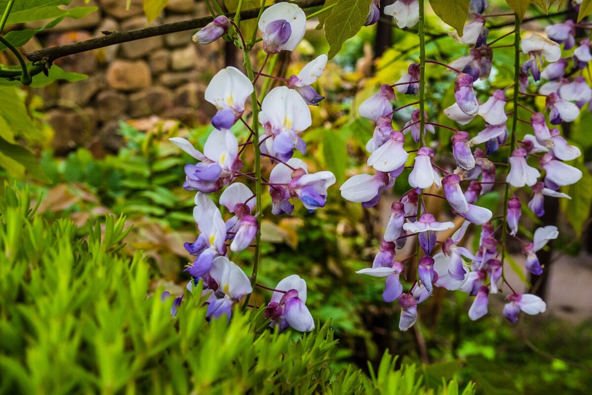 花 植物 摄影 图片 花朵 花草 紫色的花朵 旅行 白色的小花
