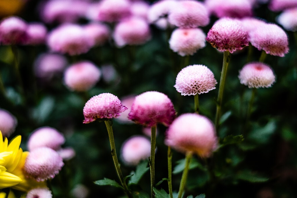 菊花 寿客 金英 黄华 秋菊 陶菊 日精 女华 延年 隐逸花 家菊 花儿 盛开的菊花