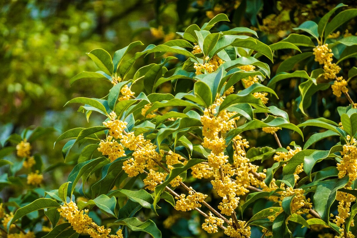 岩桂 木犀 九里香 金 植物 摄影 花草 桂花 金桂 银桂 丹桂 月桂