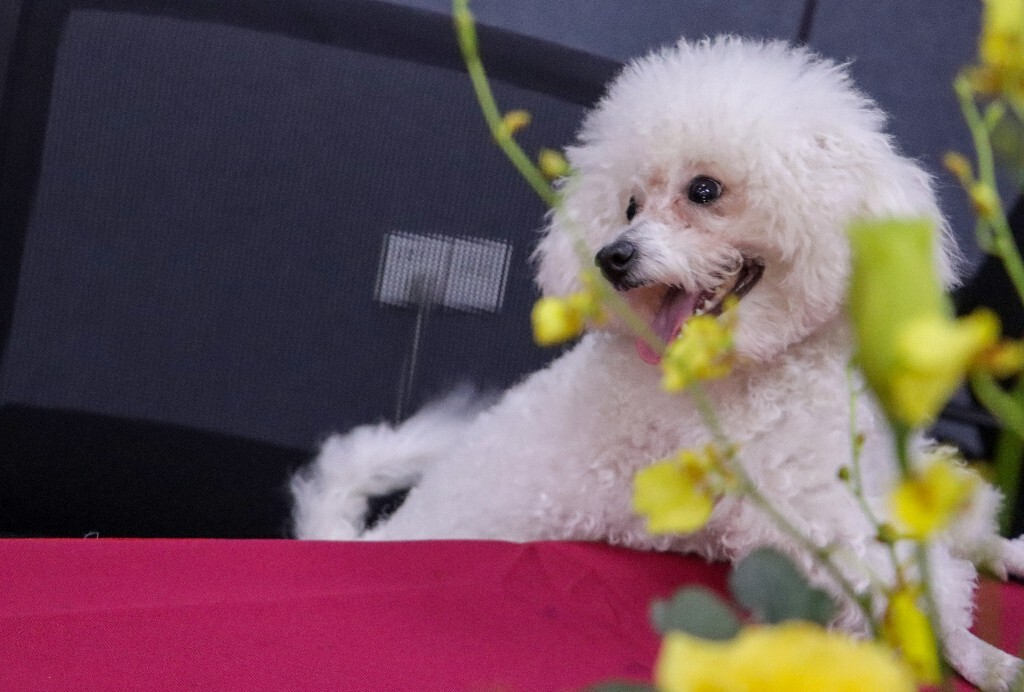 巴比熊犬 比熊犬 卷毛比熊犬 比熊 小狗 狗狗 宠物 狗