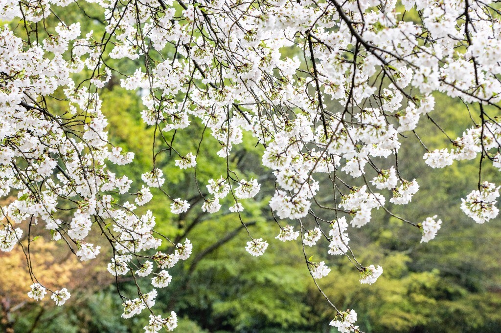 樱花 白色樱花 植物 风光 色彩 自然 环境 西湖春天 西湖之春 西湖风光 风景