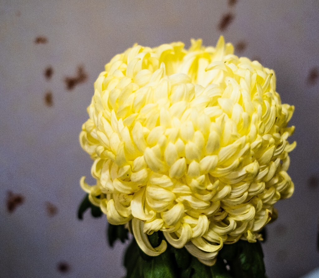 菊花 寿客 金英 黄华 秋菊 陶菊 日精 女华 延年 隐逸花 家菊 花儿 盛开的菊花