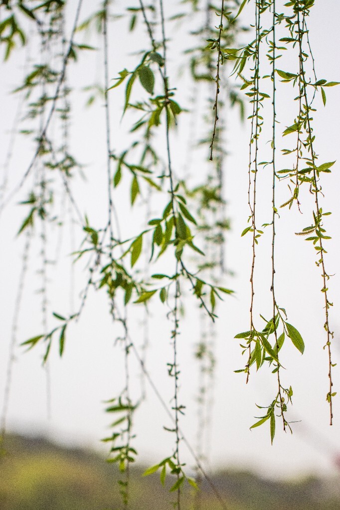 植物 风光 西湖柳树 西湖风光 自然 环境 西湖之春 自然 鸳鸯 自然 西湖春天