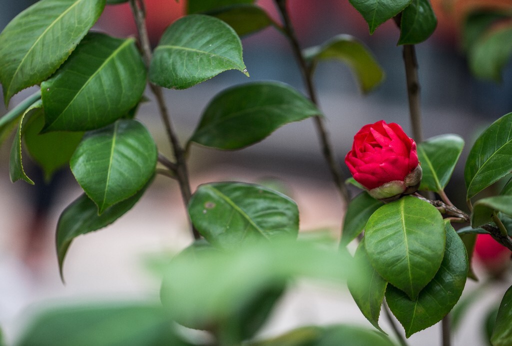 茶花 山茶花 观赏花卉 世界名贵花 花草 花朵