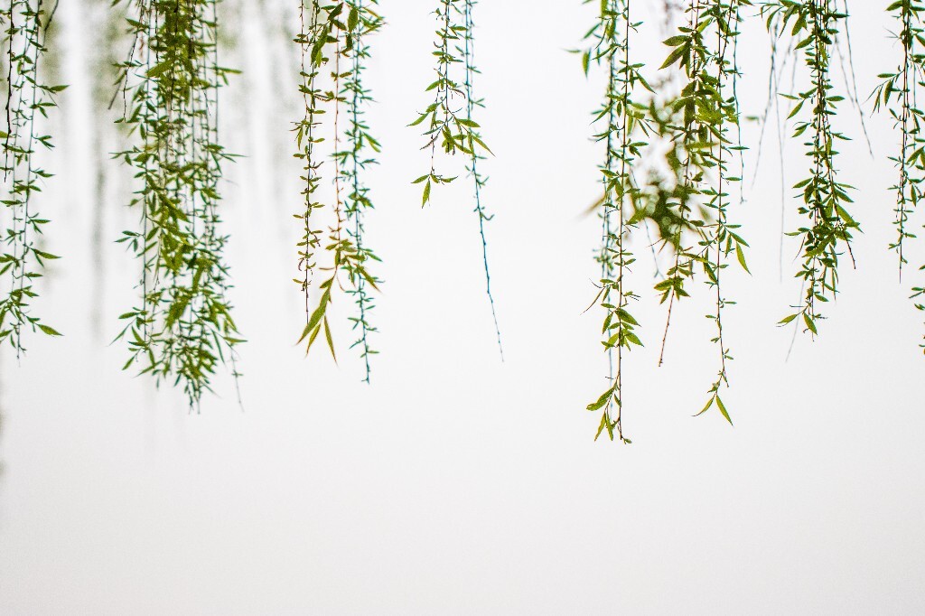 植物 风光 西湖柳树 西湖风光 自然 环境 西湖之春 自然 鸳鸯 自然 西湖春天