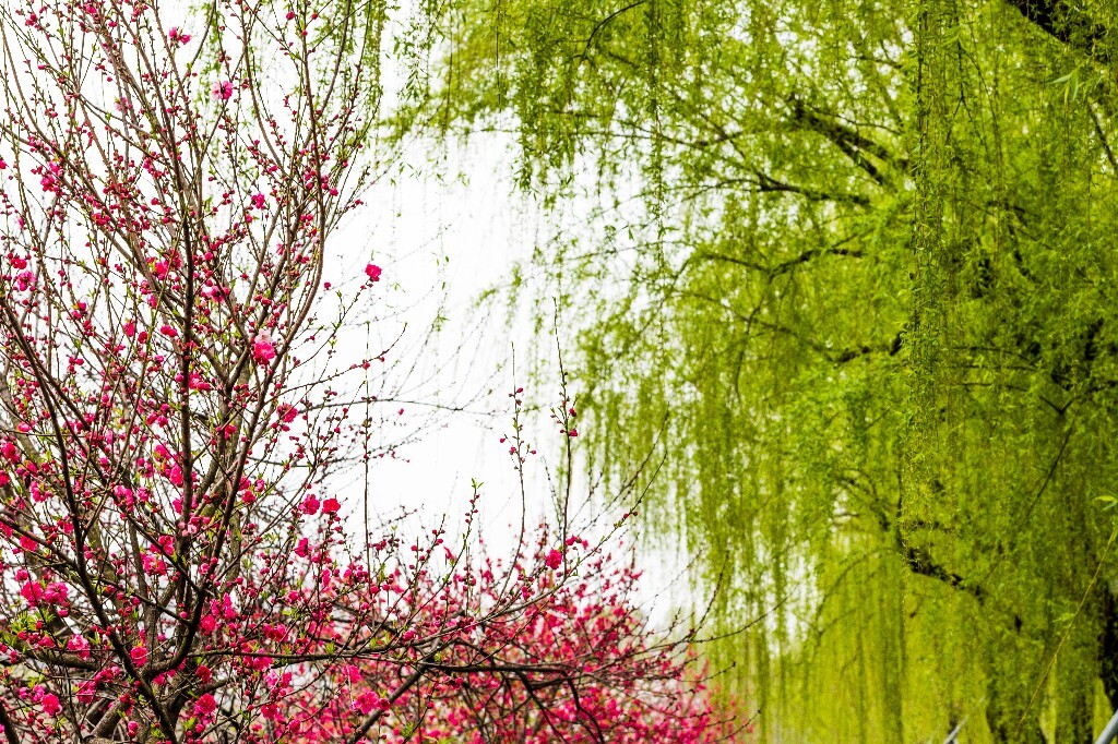 西湖桃花 桃花 自然 微距 风光 色彩 西湖之春 春天 桃红柳绿 西湖三月天