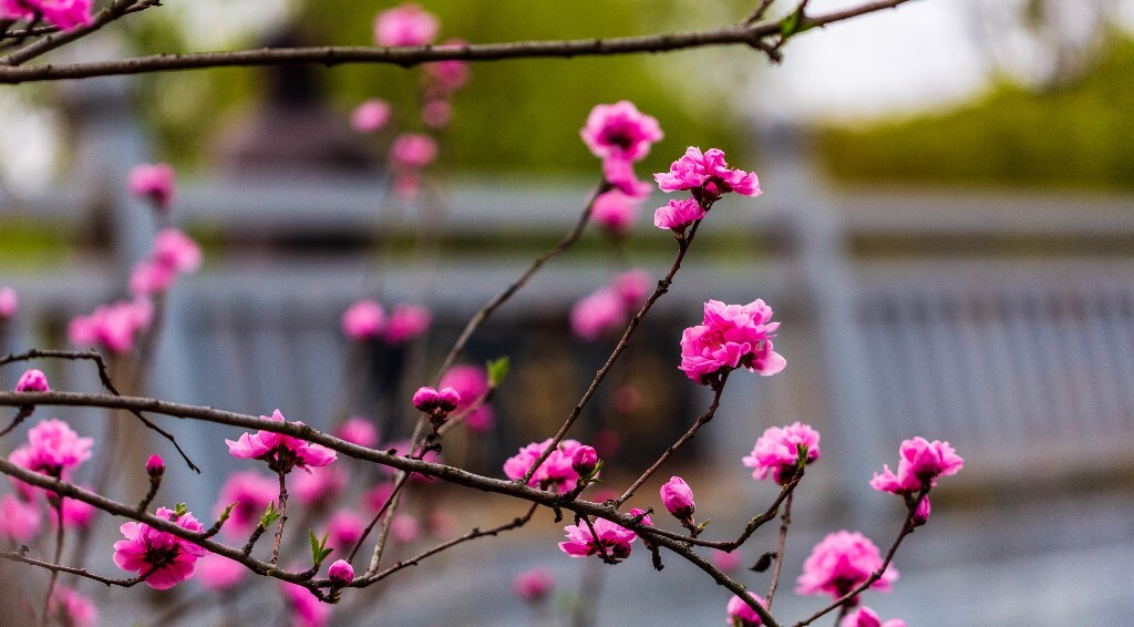 粉色桃 盛开的花朵 桃花 花儿 植物 桃树
