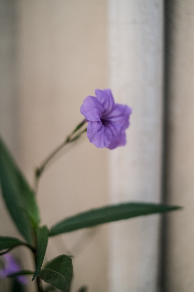 蓝花草 花朵 花儿 摄影 自然 风光 植物 花 蓝色的花