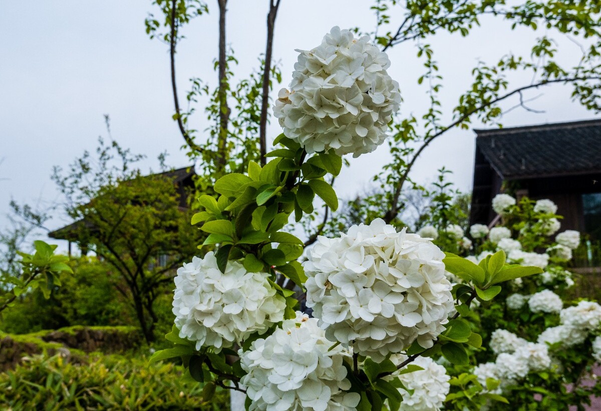 绣球 花 八仙花 粉团花 草绣球 紫绣球 紫阳花 绣球 图片 摄影 花草
