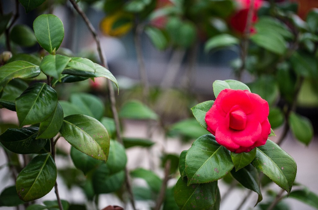 茶花 山茶花 观赏花卉 世界名贵花 花草 花朵