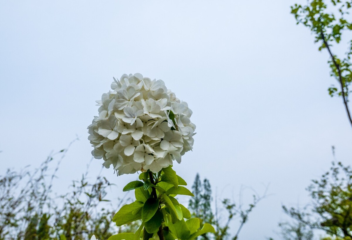 绣球 八仙花 粉团花 草绣球 紫绣球 紫阳花  花草 植物