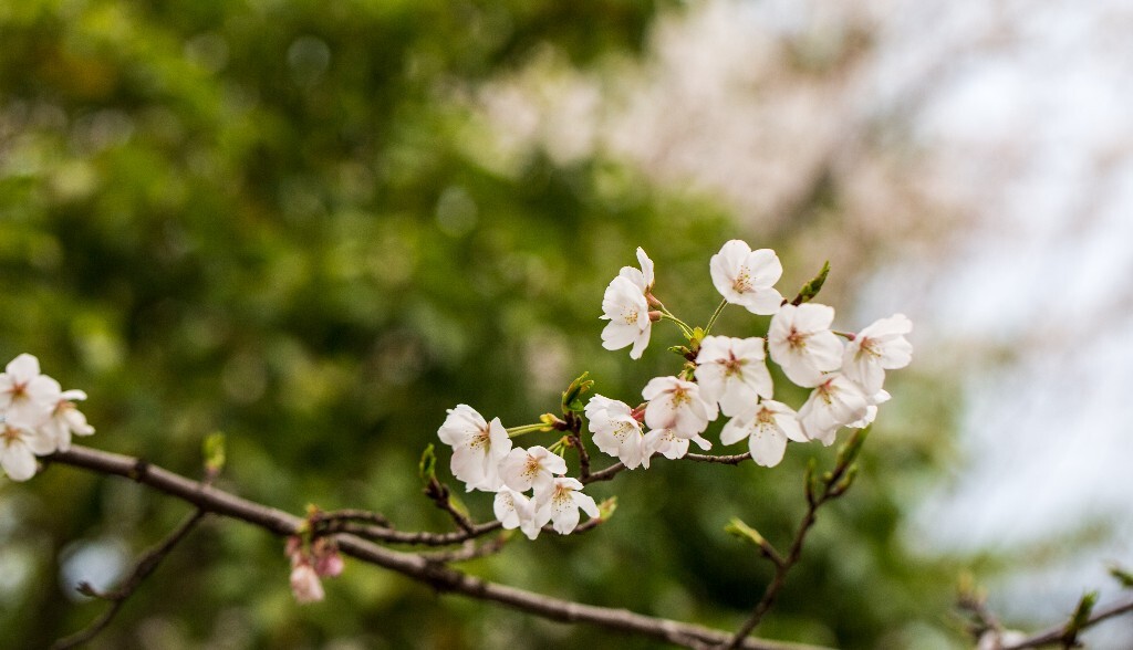 樱花 植物 花朵 粉色樱花 白色樱花 花儿 盛开的樱花