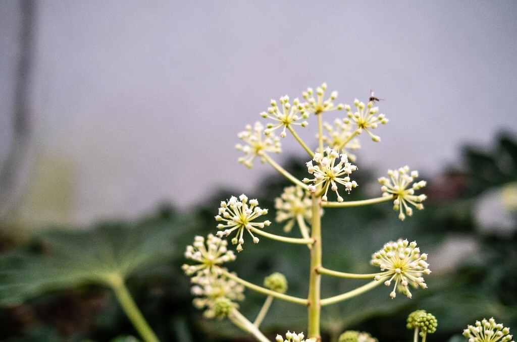 八角金盘 植物 花朵 花儿 风光 摄影 自然  旅行