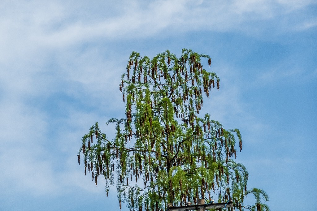 植物 风光 树木 金山葵 皇后葵 摄影 树木 自然 天空 蓝天 花朵 开花
