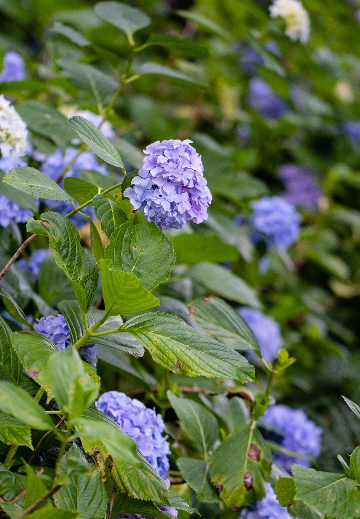 八仙花 粉团花 草绣球 紫绣球 紫阳花  绣球 绣球花 摄影 植物 花朵 花儿