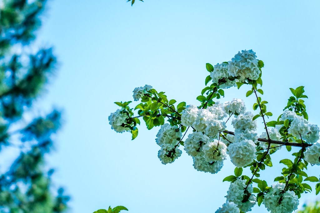 八仙花 粉团花 草绣球 紫绣球 紫阳花 绣球 木绣球 摄影 风光 植物花朵 旅行