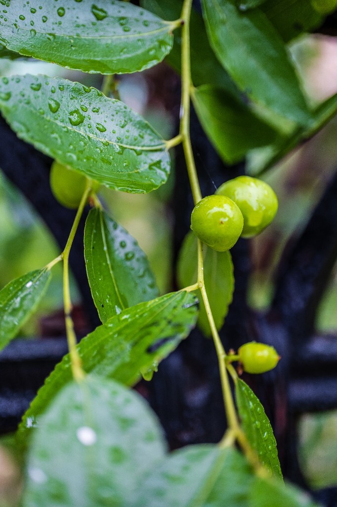 树上的枣子 枣子 植物 微距 特写 小枣 雨中的枣子