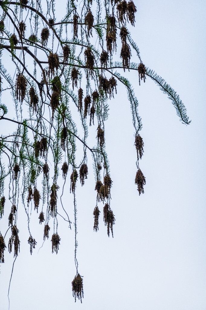 风光 自然 摄影 金山葵 皇后葵 植物 树木 开花