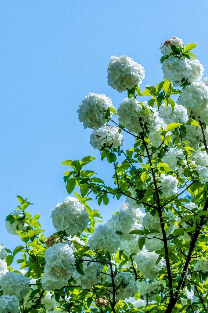 绣球 八仙花 粉团花 草绣球 紫绣球 紫阳花 山绣球