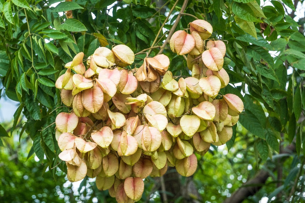 复羽叶栾 花楸树 泡花树 灯笼花 马鞍树 士大夫树 摇钱树 植物 风光 摄影 自然
